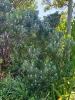 Leucadendron galpinii Purple Haze
