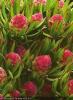 Leucadendron modestum Strawberry Fair