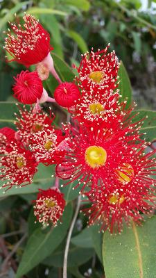 Corymbia Ficifolia gréffé rouge