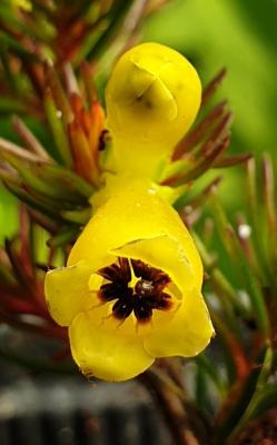 Erica hybride Gengold