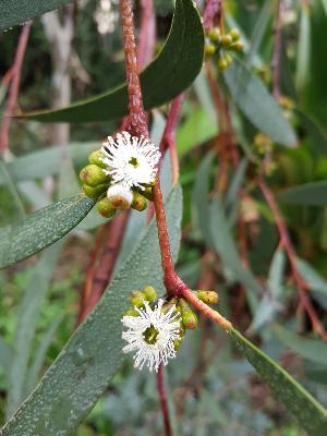 Eucalyptus lacrimans