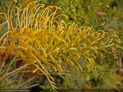 Grevillea hybride Cooroora Cascade
