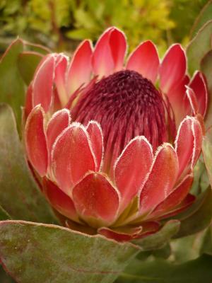 Protea hybride Sylvia