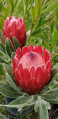 Protea hybride Pink Ice