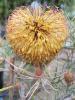 Banksia leptohylla