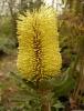 Banksia praemorsa Yellow