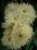 Corymbia eximia