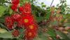Corymbia Ficifolia gréffé rouge