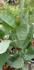 Corymbia papuana Aparrerinja