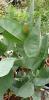 Corymbia papuana Aparrerinja