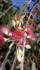 Eucalyptus sideroxylon rosea greffé