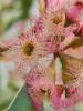 Eucalyptus calycogona pink