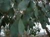 Eucalyptus camphora