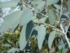 Eucalyptus pauciflora subsp debeuzevillei