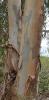 Eucalyptus saxatilis