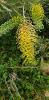 Grevillea hybride Cooroora Cascade