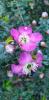 Leptospermum hybride Purple Haze