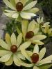 Leucadendron hybride Summer Sun
