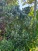 Leucadendron galpinii Purple Haze