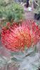 Leucospermum hybride Ayoba Red