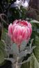 Protea hybride Carnival