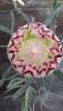 Protea neriifolia Limelight