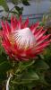 Protea cynaroïdes Madiba
