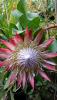 Protea cynaroïdes Madiba