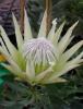 Protea cynaroïdes White King