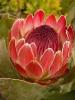 Protea hybride Sylvia