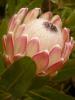 Protea hybride Susara