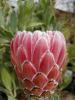 Protea hybride Lady Di