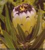 Protea neriifolia Cream Mink