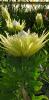 Protea cynaroïdes White Crown