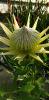 Protea cynaroïdes White Crown