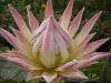 Protea cynaroïdes Pink King