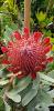 Protea hybride Rosanne