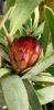 Protea hybride Rubybeard