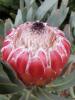 Protea hybride Sheila