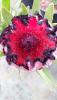 Protea hybride Tasman Ruby