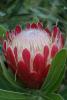 Protea hybride Pink Ice