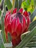 Protea pityphylla hybride Roupè