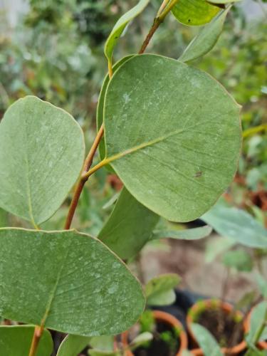 Eucalyptus orbifolia
