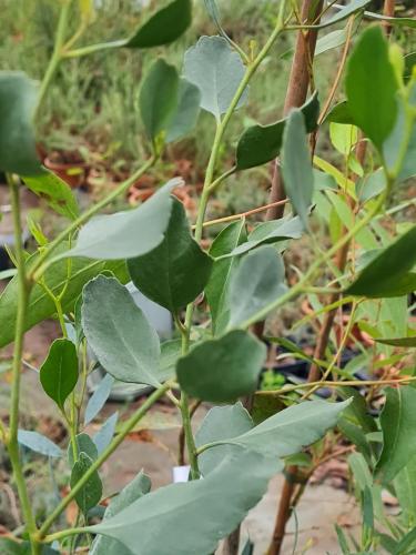 Eucalyptus platypus
