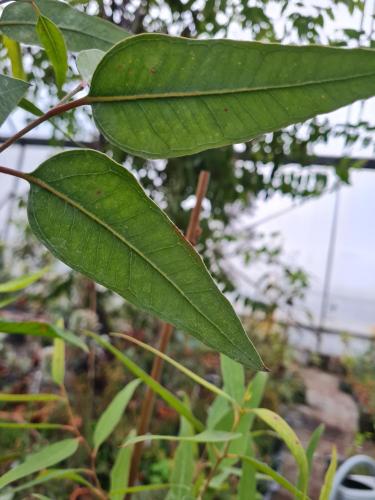 Eucalyptus wandoo susbsp wandoo