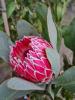 Protea hybride Cerise