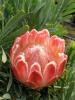 Protea hybride venus